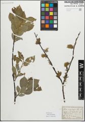 Foto von Salix myrsinifolia Salisb.